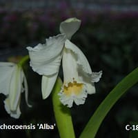 Cattleya chocoensis