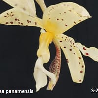 Stanhopea panamensis