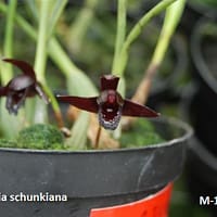 Maxillaria schunkiana