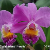 Cattleya} Winterland ‘Floralia’
