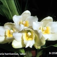 Bifrenaria harrisoiae Alba