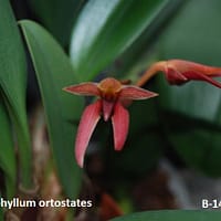 Bulbophyllum orthostates
