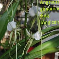 Angraecum giryamae x Ang. Longicalcar