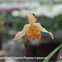 Phragmipedium Hybride (Hanne Popow x pearcei)