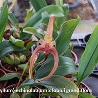 Bulbophyllum} echinolabium x lobbii grandiflora