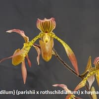 Paphiopedilum} (parishii x rothschildianum) x haynaldianum