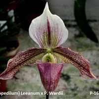 Paphiopedilum Leanum x wardii