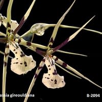 Brassia gireouldiana