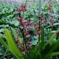 Oncidium