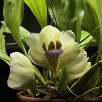 1557_bifrenaria_harrisoniae