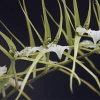 Brassia verrucosa