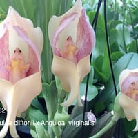 Anguloa cliftonii x Anguloa virginalis