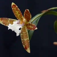 Helcia sanguinolenta