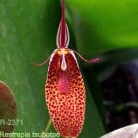 Restrepia