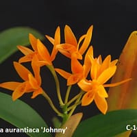 Cattleya aurantiaca var. Jhonny