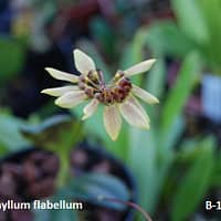 Bulbophyllum flabellum