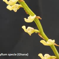Bulbophyllum species Ghana