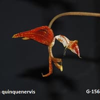 Gongora quinquenervis