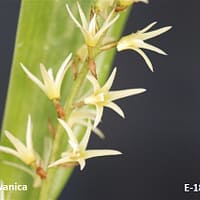 Eria javanica