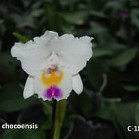 Cattleya chocoensis
