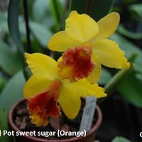 Cattleya  orange pot sweet sugar