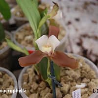 Lycaste macrophylla