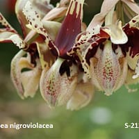 Stanhopea nigroviolacea