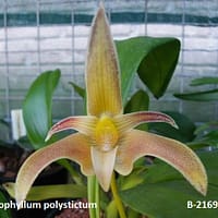 Bulbophyllum polistictum