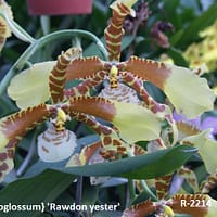 Rossioglossum Rawdon Jester