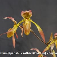 Paphiopedilum} (parishii x rothschildianum) x haynaldianum
