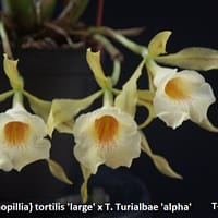 Trichopillia} tortilis ‘large’ x T. Turialbae ‘alpha’
