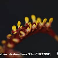 Bulbophyllum falcatum flava “Clare” BCC/RHS