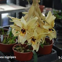 Stanhopea nigripes