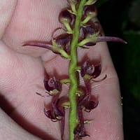 Bulbophyllum sandersonii (Reichb.) 1878