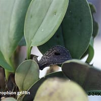 Zootrophion griffin