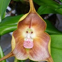 Dracula dalstroemii