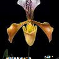Paphiopedilum affine
