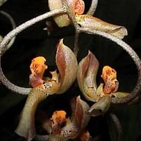 Gongora