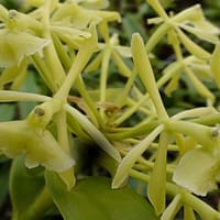 Epidendrum