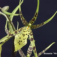 Brassia Ariana Verde