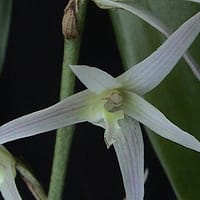 Eria