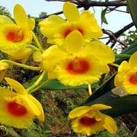 Dendrobium crysotoxum