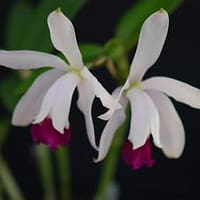 Cattleya intermedia var. aquinii x C. intermedia