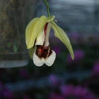 Coelogyne speciosa