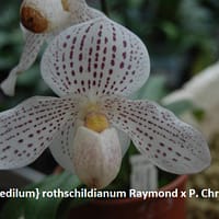 Paphiopedilum rotschildianum ‘Raymond’  x  Christmas Snow