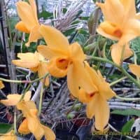 Dendrobium moschatum